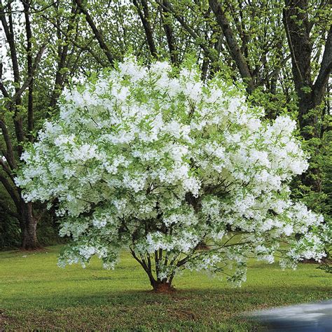 white flowering tree identification guide